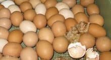 HATCHING BROILER EGGS COBB 500 AND ROSS 308